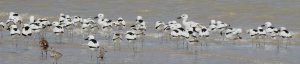 Crab Plovers/Bar-tailed Godwits