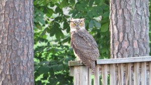 Great Horned Owl 2