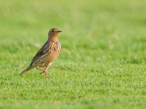 red throated pipit
