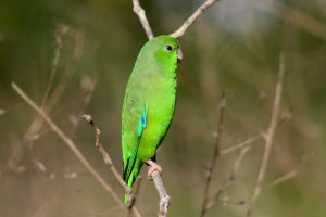 Green - rumped Parrotlet (male)