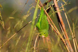 Green - rumped Parrotlet (female)