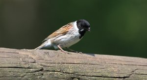Reed Bunting (M)