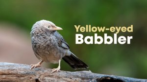 Yellow billed babbler at Hampi, Karnataka, India