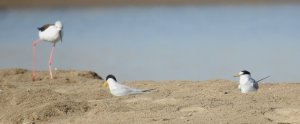 Little Terns/Black-winged Stilt