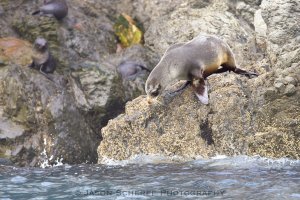 New Zealand Fur seal