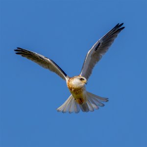 White Tailed Kite #2