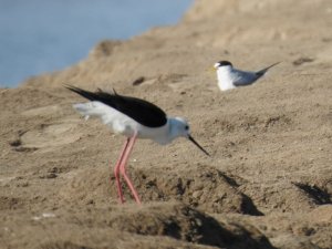 Black-winged Stilt/Little Tern