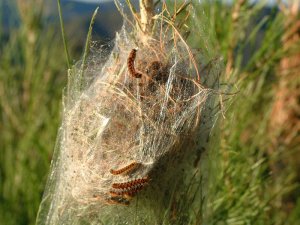 Pine Processionary Caterpillar