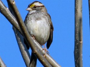 Be still White-throat!