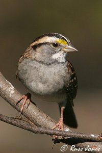 white-throated sparrow