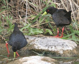 Black Crakes