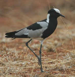 Blacksmith Plover