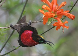 Scarlet-chested Sunbird