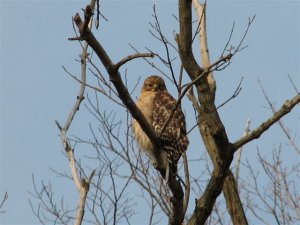 Red-shouldered Hawk