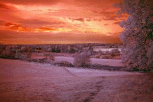 My local patch (in infrared)