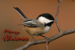 black-capped chickadee card