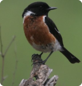 African (Common) Stonechat
