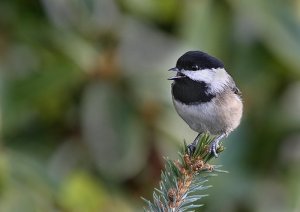 Black-capped Chickadee