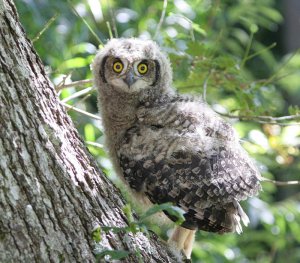 Spotted Eagle Owl chick