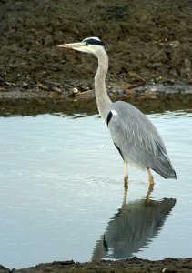 Grey Heron