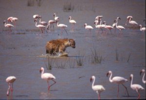 Lesser Flamingo's being hunted by a Spotted Hyena