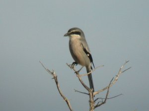 Southern Grey Shrike