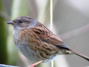 Dunnock