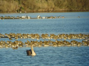 Golden plover, golden light