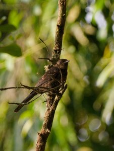 Juvenile northern black flycatcher