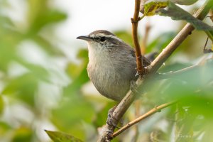 Bewick's Wren