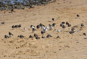 Turnstones and Sanderlings