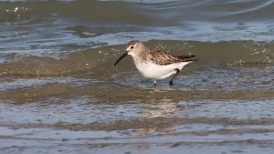 dunlin