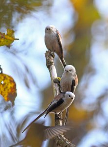 Long-tailed tit