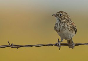 Vesper Sparrow