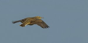 Eastern Meadowlark