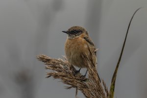 Amur Stonechat2 Trimley 2024_11_06.jpg
