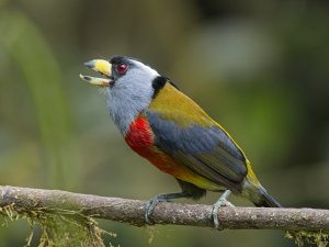 Toucan Barbet