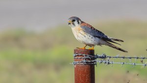 American Kestrel, Male