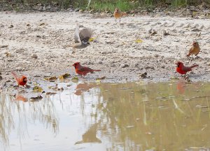 Northern Cardinals and White-crowned Sparrow