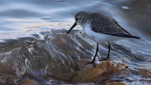 Dunlin