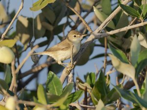 Mangrove Reed-Warbler