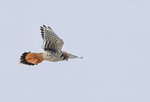 American Kestrel, Male