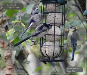 Blue Tits never seem too shy to join in!