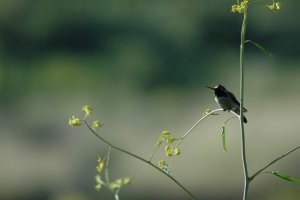 Little Humming Bird