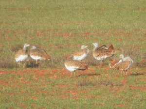 Great Bustard