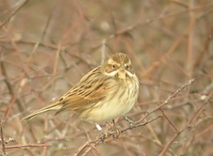 Reed Bunting