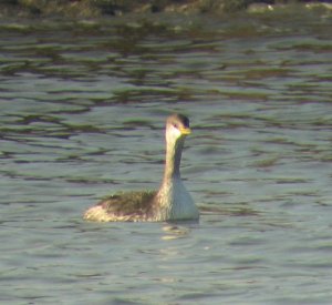 Red-necked grebe