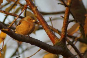 Chaffinch in evening light