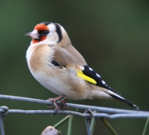 Goldfinch