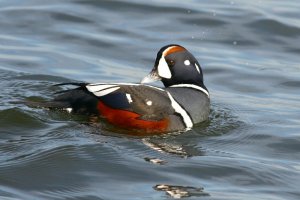 Harlequin Duck